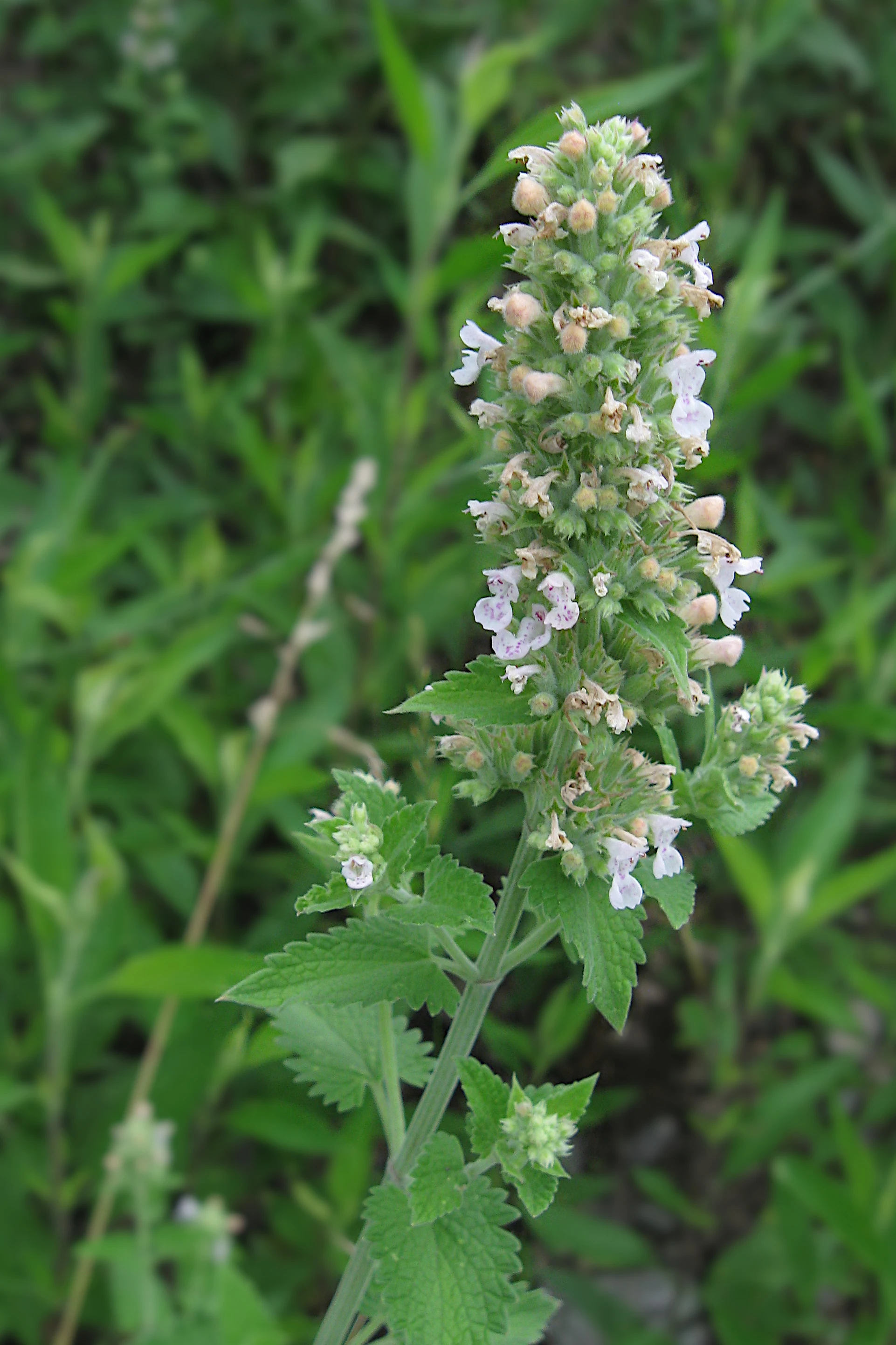 Real catnip in bloom, with small white, purple-spotted flowers and toothed green leaves